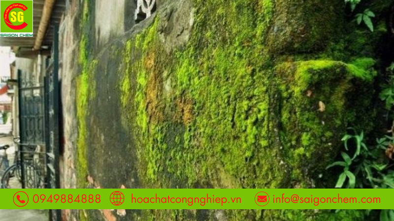 Cách sử dụng bột tẩy rong rêu an toàn và hiệu quả
