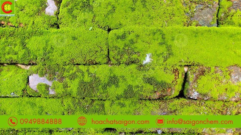 Bột tẩy rong rêu nền xi măng diệt vi khuẩn