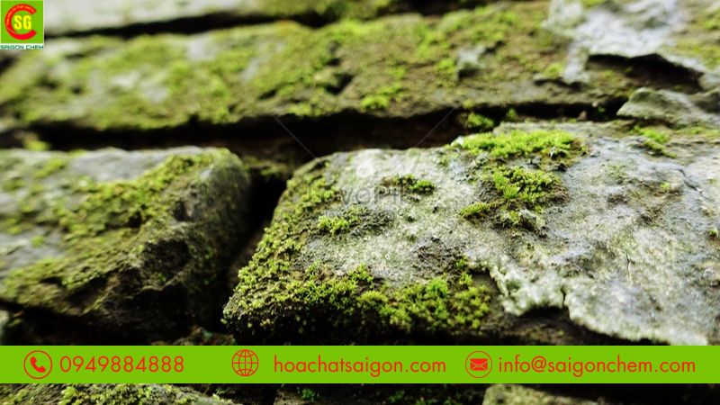 Một số loại bột tẩy rong rêu nền xi măng