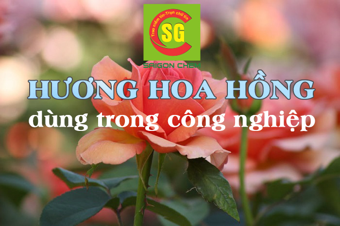 HƯƠNG HOA HỒNG