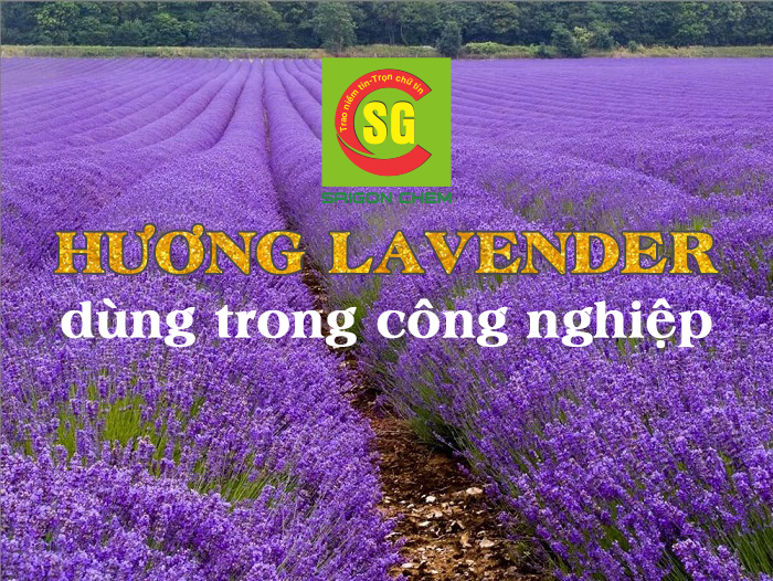 HƯƠNG LAVENDER
